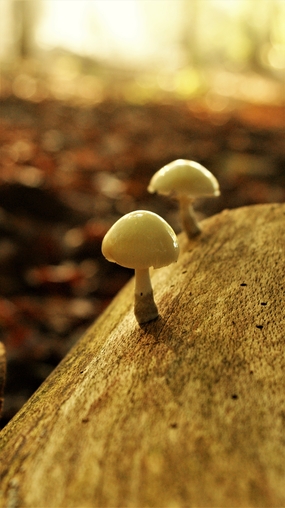 瓷木耳菌类蘑菇图片